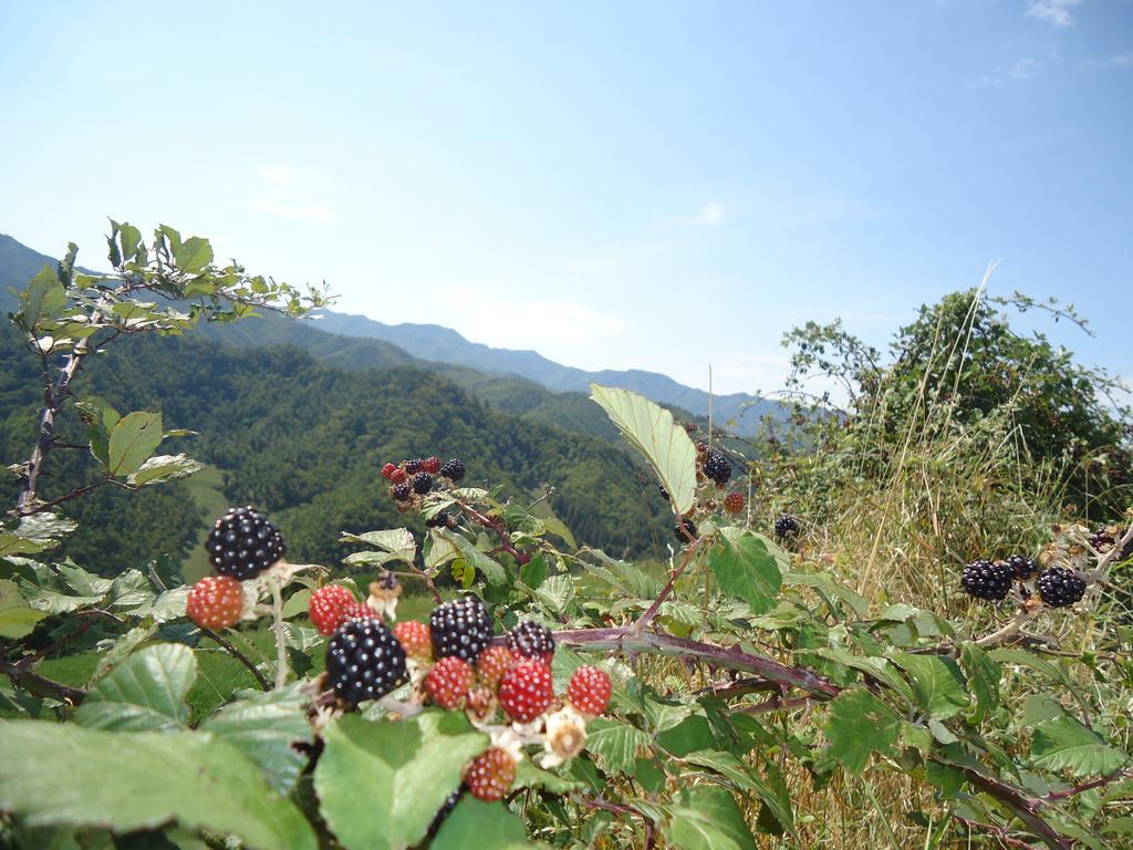 Agriturismo I Monti Di Salecchio Palazzuolo Sul Senio Ngoại thất bức ảnh